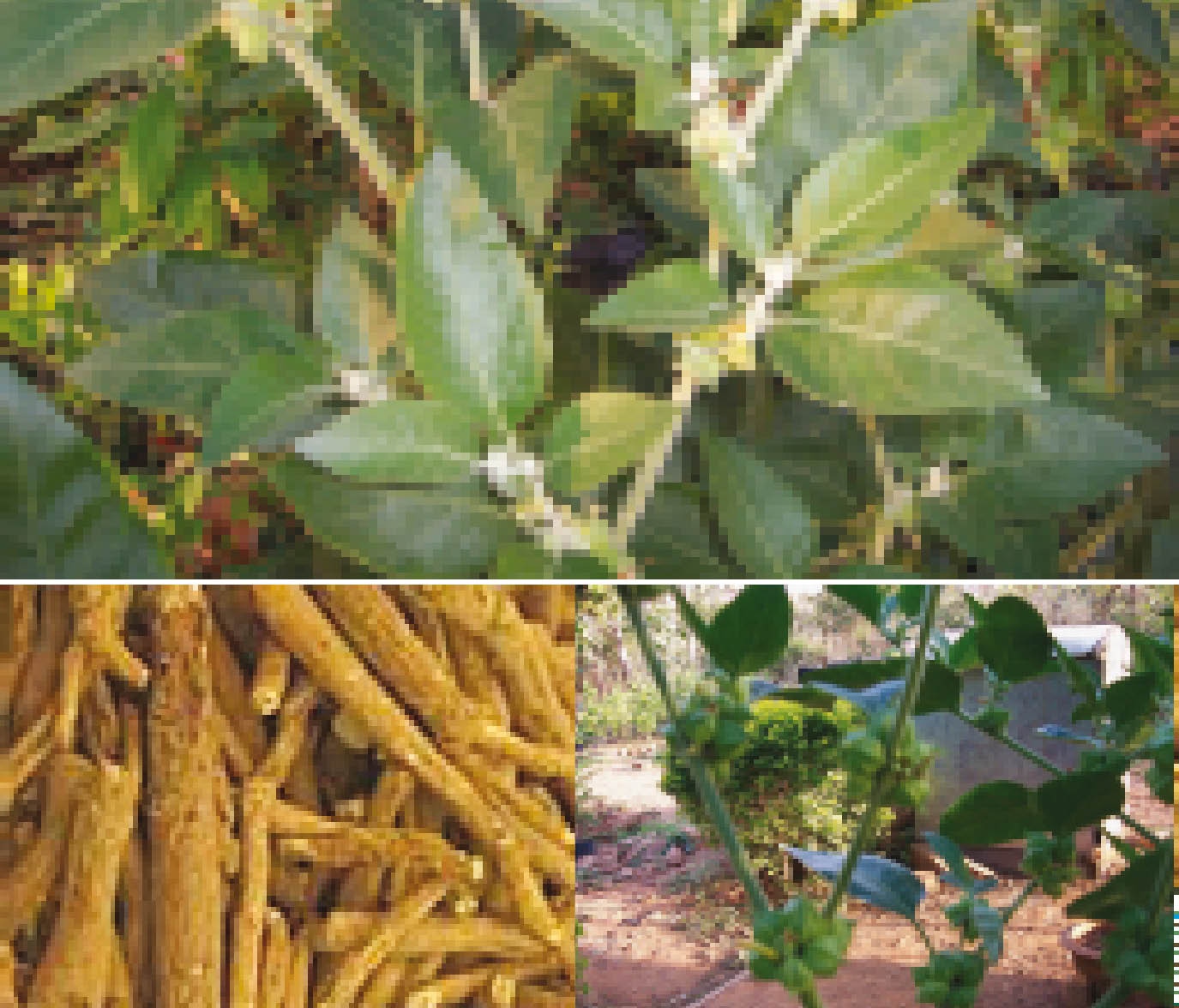 Ashwagandha gift of nature